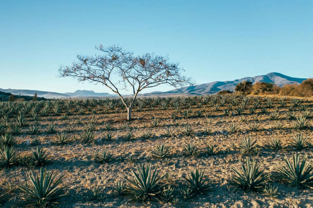pexels-photo-6943248-6943248 Scenic view of agave plants and a lone tree under a clear blue sky in a desert landscape.